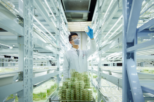 同门证券 转基因育种领域实现重大突破，青岛清原作物科学耐氟草啶获生物安全证书